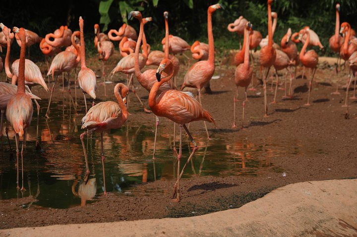 Mandai wildlife Singapore with Tram Ride ticket only